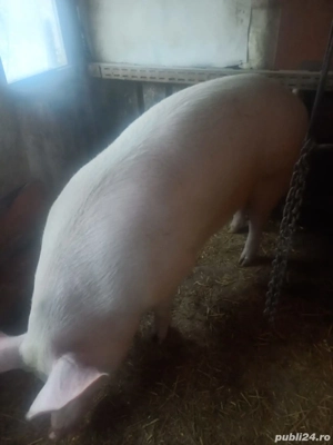 Porc de vînzare  - imagine 2