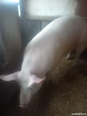 Porc de vînzare  - imagine 4