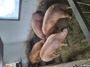 Vând porci cu greutatea 150-200 kg 