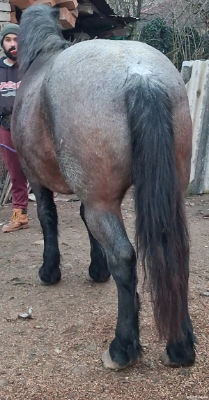 Vand sau schimb cal - imagine 3