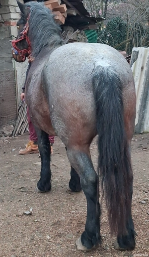 Vand sau schimb cal - imagine 2