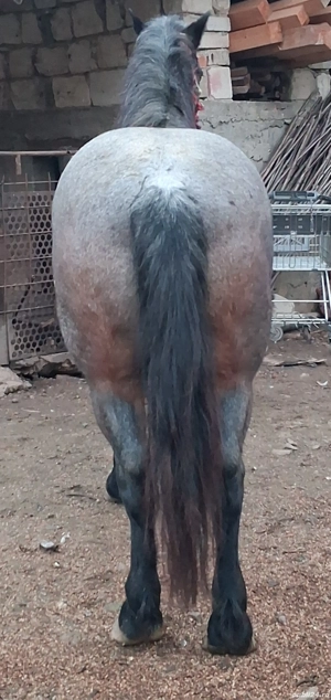 Vand sau schimb cal - imagine 5