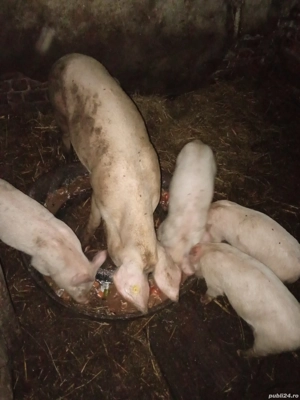 Vand purcei si scroafa landras cu marele alb