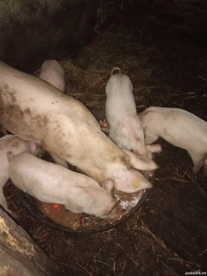Vand purcei si scroafa landras cu marele alb - imagine 3