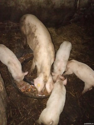 Vand purcei si scroafa landras cu marele alb - imagine 2