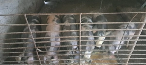 Vând purcei 20 lei kg  - imagine 2