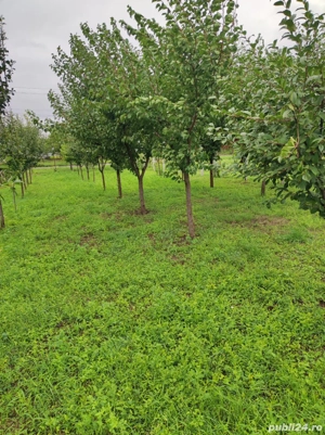 Vând două locuri de casă  - imagine 5