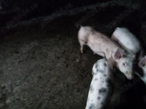purcei din mama  marele alb  si tata pietrain  de 12 saptamani 2 masculi castrati   1 femela  - imagine 2