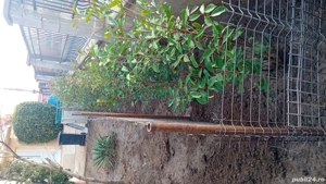 caut de lucru spați verzi si la curatenie in gospodarie mai mult. 