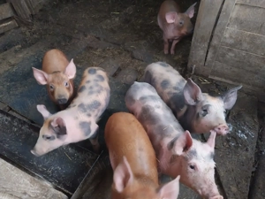 Vând purcei duroc pietran - imagine 3