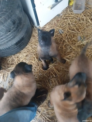 Ciobanesc Belgian Malinois 