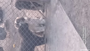 vand catei ciobanesti - imagine 5