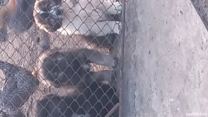 vand catei ciobanesti - imagine 4