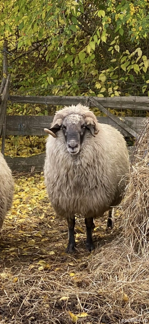Vând 2 berbeci buni de montă unul are vârsta de 2 ani și al doilea are 4 ani 