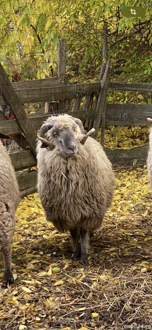 Vând 2 berbeci buni de montă unul are vârsta de 2 ani și al doilea are 4 ani  - imagine 2