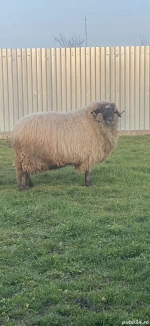 Vând 2 berbeci buni de montă unul are vârsta de 2 ani și al doilea are 4 ani  - imagine 4