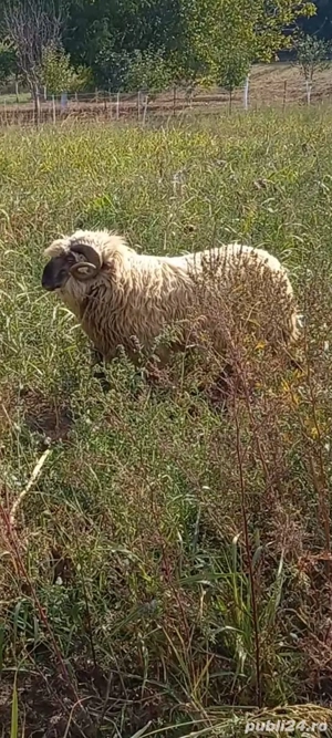 Vând 2 berbeci buni de montă unul are vârsta de 2 ani și al doilea are 4 ani  - imagine 3
