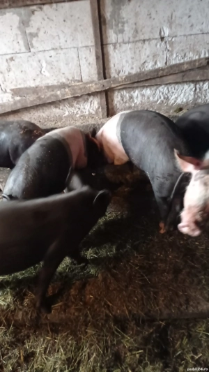 vand grasuni de 60kg