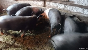 vand grasuni de 60kg - imagine 3