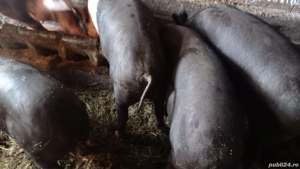 vand grasuni de 60kg - imagine 2