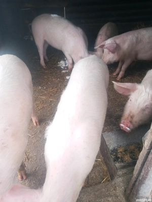 Schimba căsuța patru șoldani marele alb castrații 