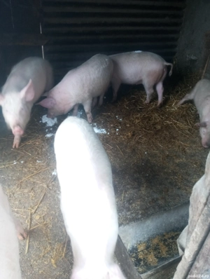 Schimba căsuța patru șoldani marele alb castrații  - imagine 2