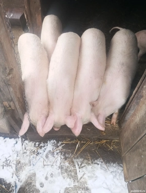 Schimba căsuța patru șoldani marele alb castrații  - imagine 4