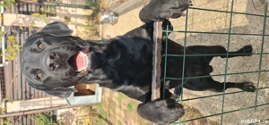 Vând câine rasa Labrador  - imagine 3