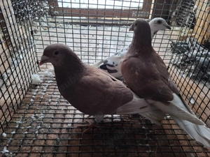 Vand voiajori sau schimb