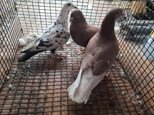 Vand voiajori sau schimb