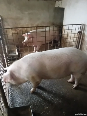 Vând porci crescuți natural - imagine 2