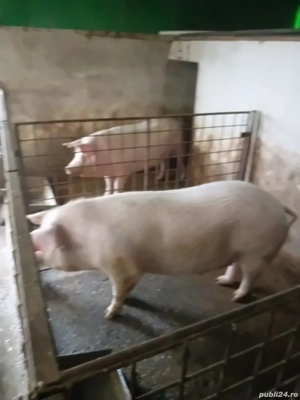 Vând porci crescuți natural - imagine 3