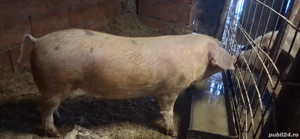 Vând porc pentru sacrificare - imagine 2