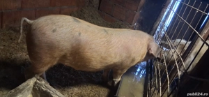 Vând porc pentru sacrificare