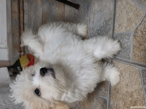 Vând pui Bichon Maltez - imagine 5