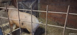 Vând porc pentru sacrificare - imagine 3