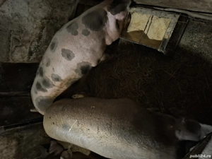 Vând purcea pentru monta sau pentru sacrificat  - imagine 3