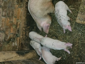 Purcei de vanzare - imagine 3
