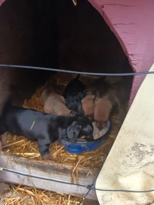 Căutăm casă nouă  - imagine 4