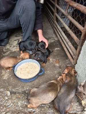 Căutăm casă nouă 