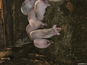 Purcei de vanzare - imagine 2