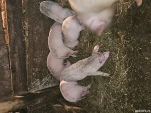 Purcei de vanzare - imagine 4