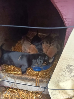 Căutăm casă nouă  - imagine 3