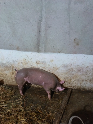 Scrofiță Pietrain belgian pur