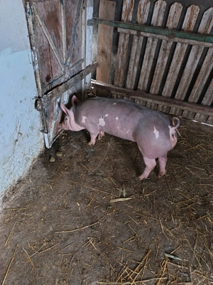 Scrofiță pietrain belgian pur