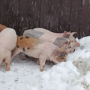 purce 270 lei - imagine 5