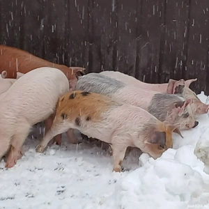 purce 270 lei - imagine 4