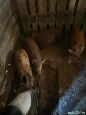 Porci purcei scroafa metis mangalita mistret