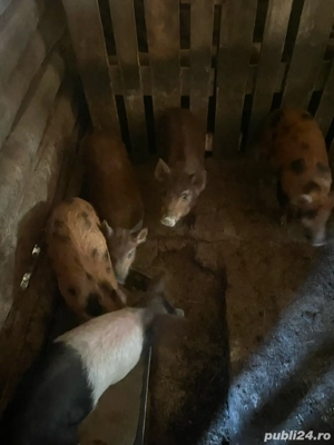 Porci purcei scroafa metis mangalita mistret - imagine 2