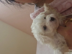 bichon maltez talie mica 